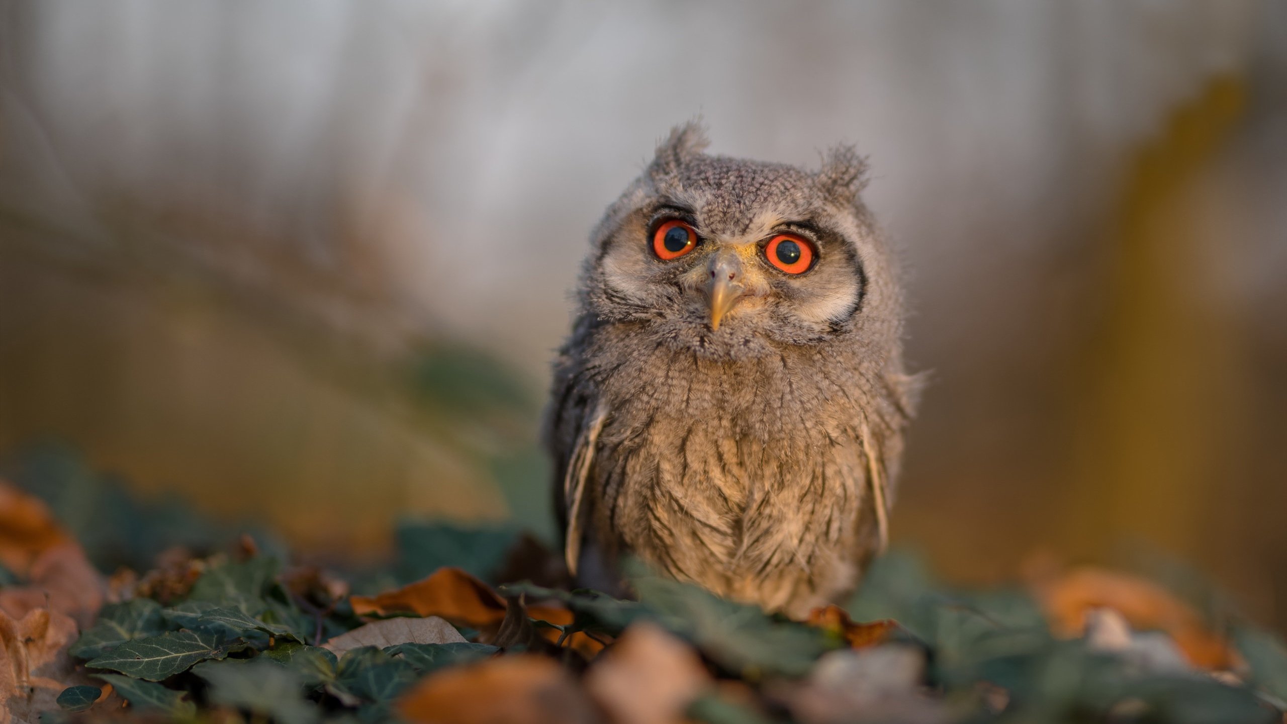 开云官网登录-世界杯中国女足逆转 数据分析展现成长，女足世界杯中国队战绩