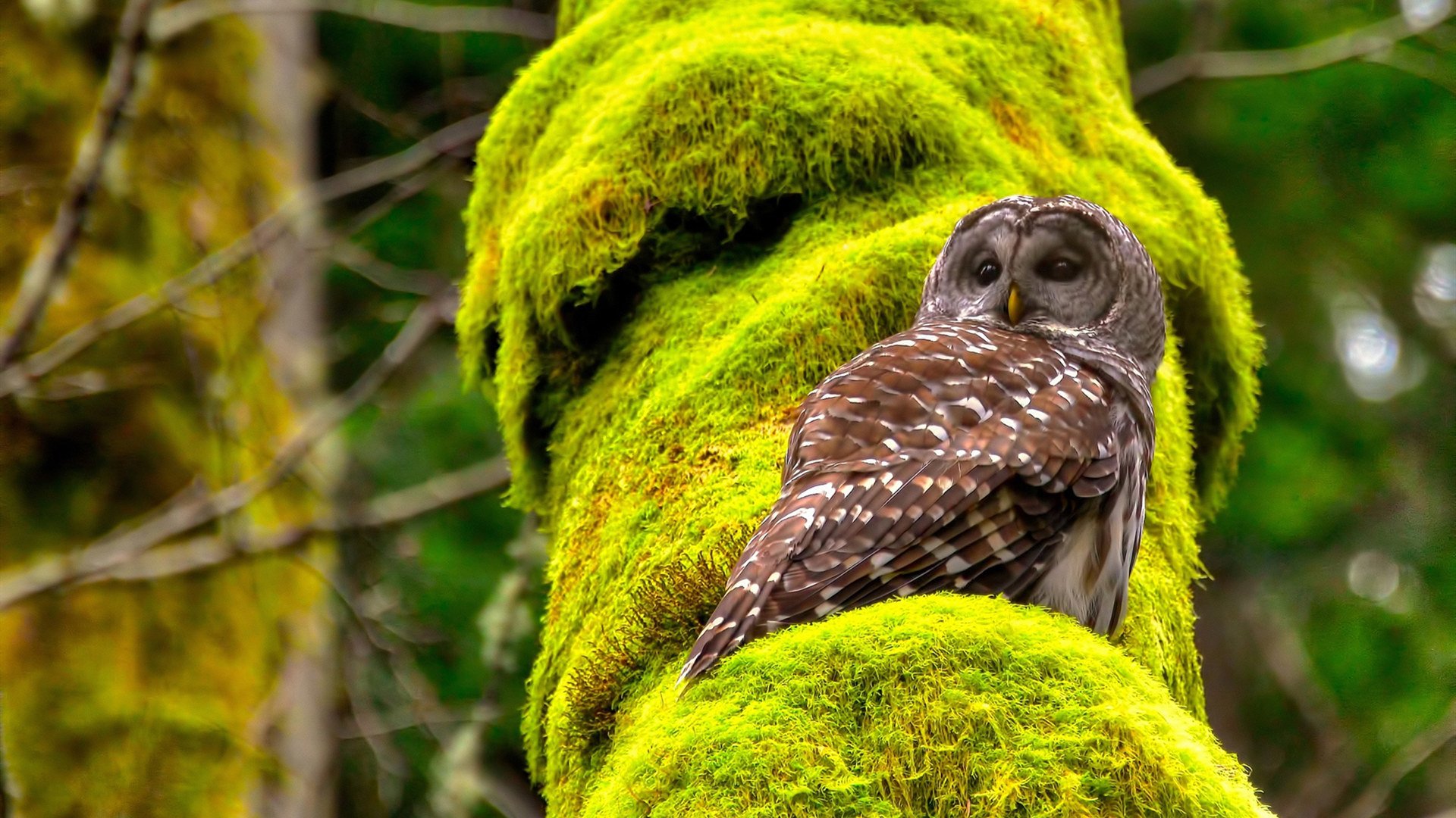 开云注册-中国篮球纪录片热播引发全民关注，篮球赛纪录片
