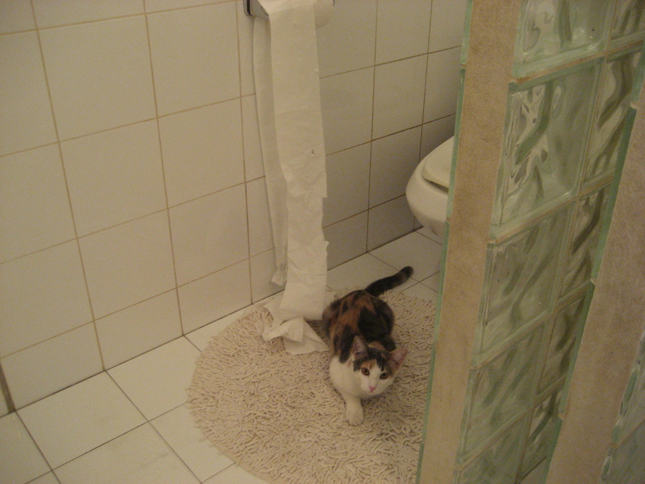 开云官方-团体赛制下的澳大利亚队：挑战强队的关键战略选择，澳大利亚队战绩