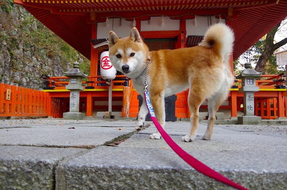 开云体育-快节奏带动是否有助于打乱对手轮换计划，快节奏进攻