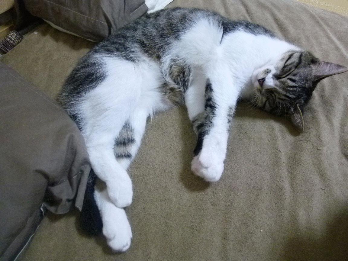 Kaiyun官方登录入口-杨瀚森防守端积极干扰成为内线屏障，杨翰儒的最新消息